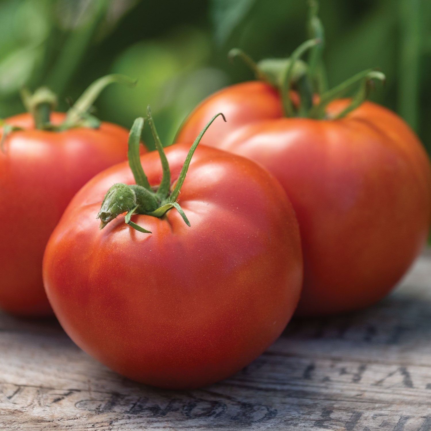 Burpee's Big Boy Tomato
