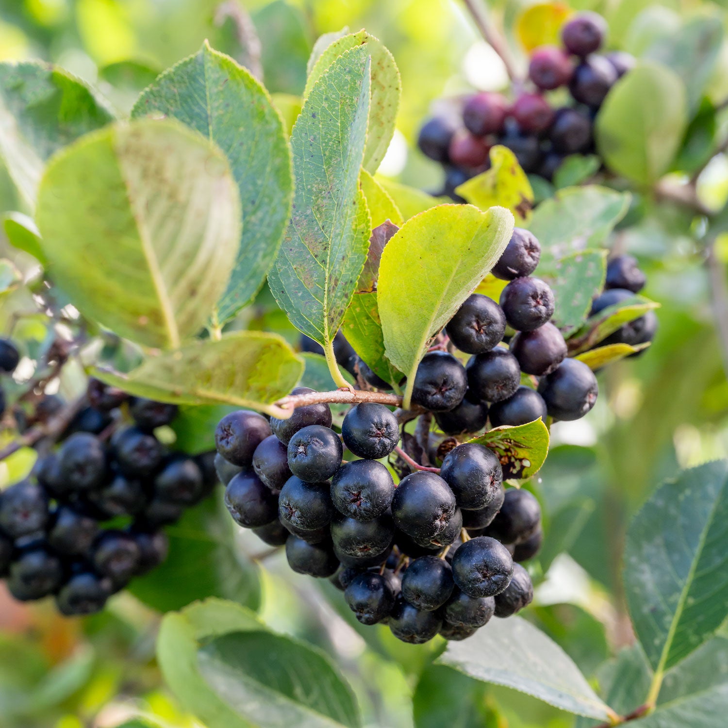 Viking Aronia Melanocarpa