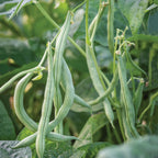 Big Kahuna Bush Bean