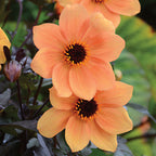 Mystic Spirit Dahlia
