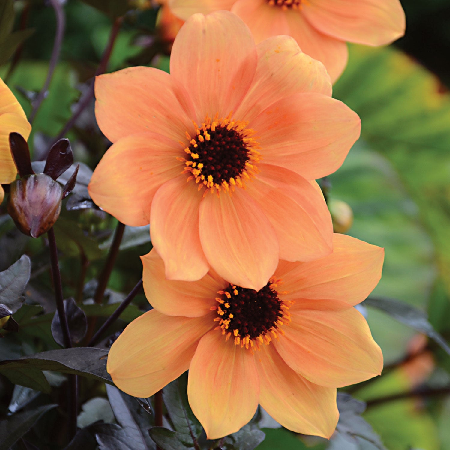 Mystic Spirit Dahlia