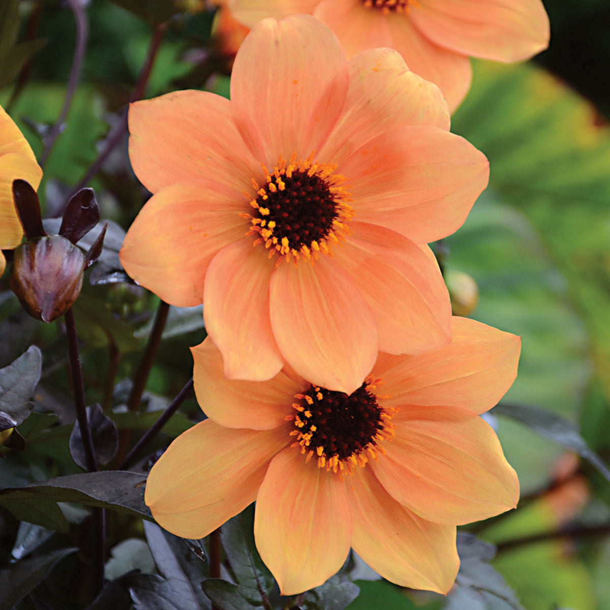Mystic Spirit Dahlia