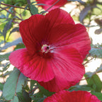 Midnight Marvel Hibiscus