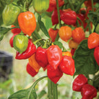 Caribbean Red Hot Pepper