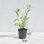 Mexican Tarragon