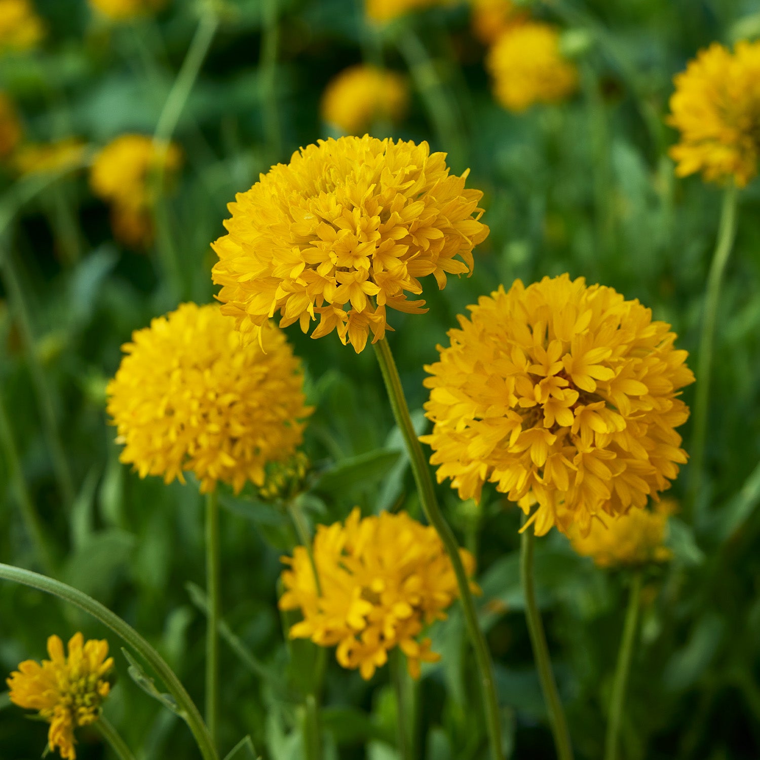 Independence Gaillardia