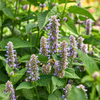 Anise Hyssop Herb
