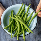 Pole Kentucky Blue Bean