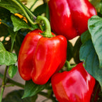 Jungle Parrot Sweet Pepper