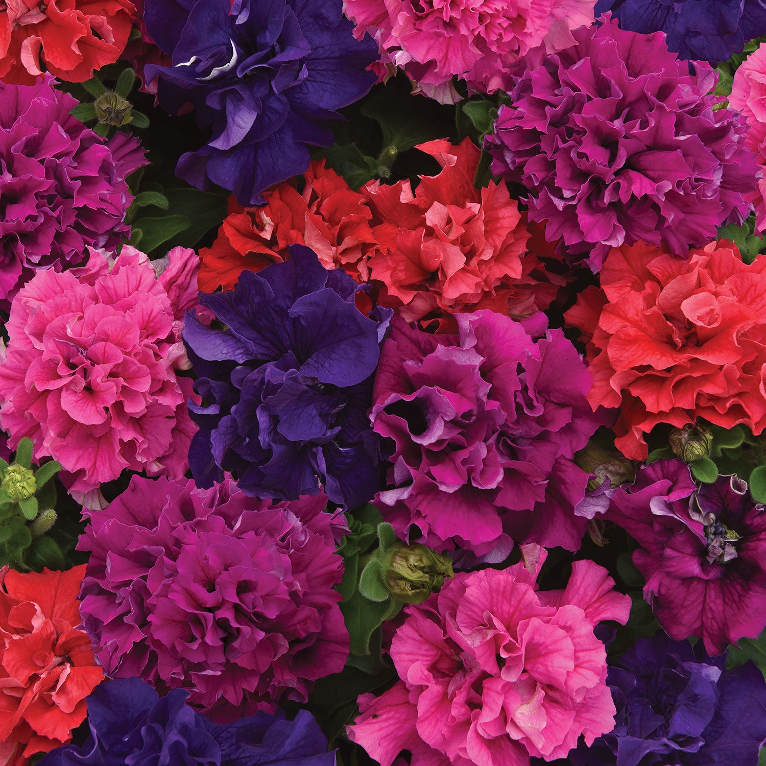 Petunia Burpee's Best Mix