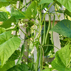 Seychelles Pole Bean