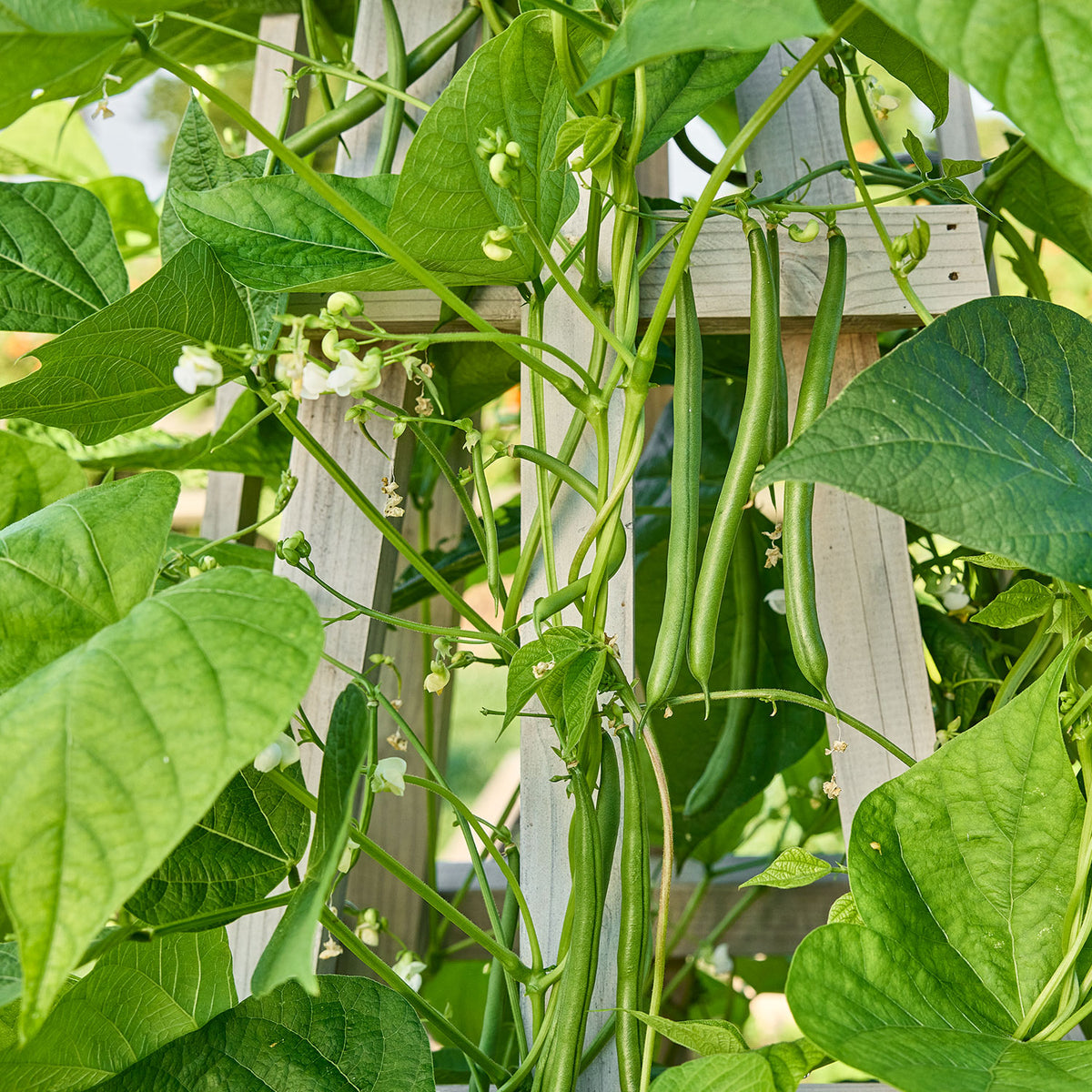 Seychelles Pole Bean