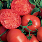 BushSteak Tomato