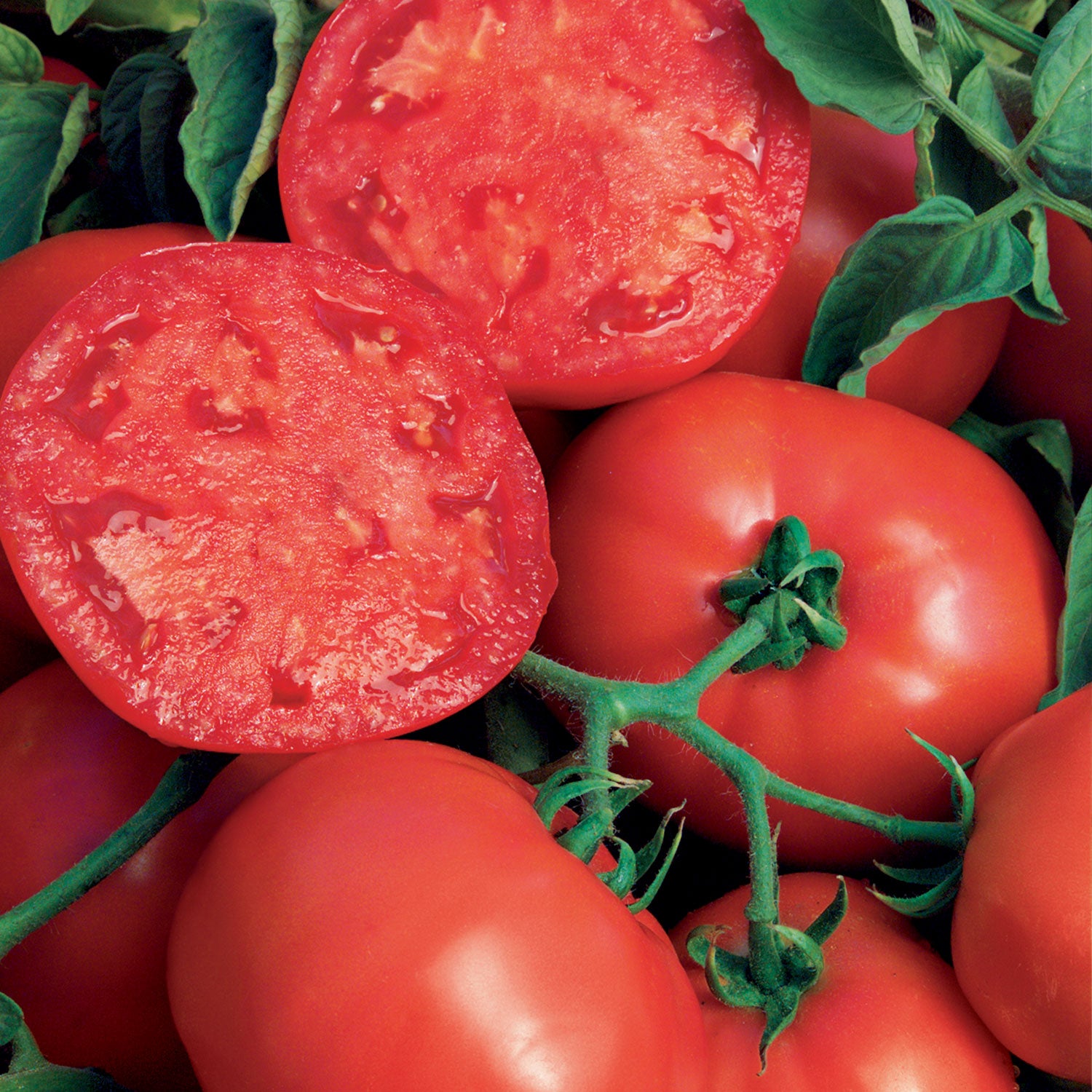 BushSteak Tomato