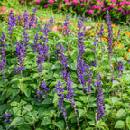 Big Blue Salvia