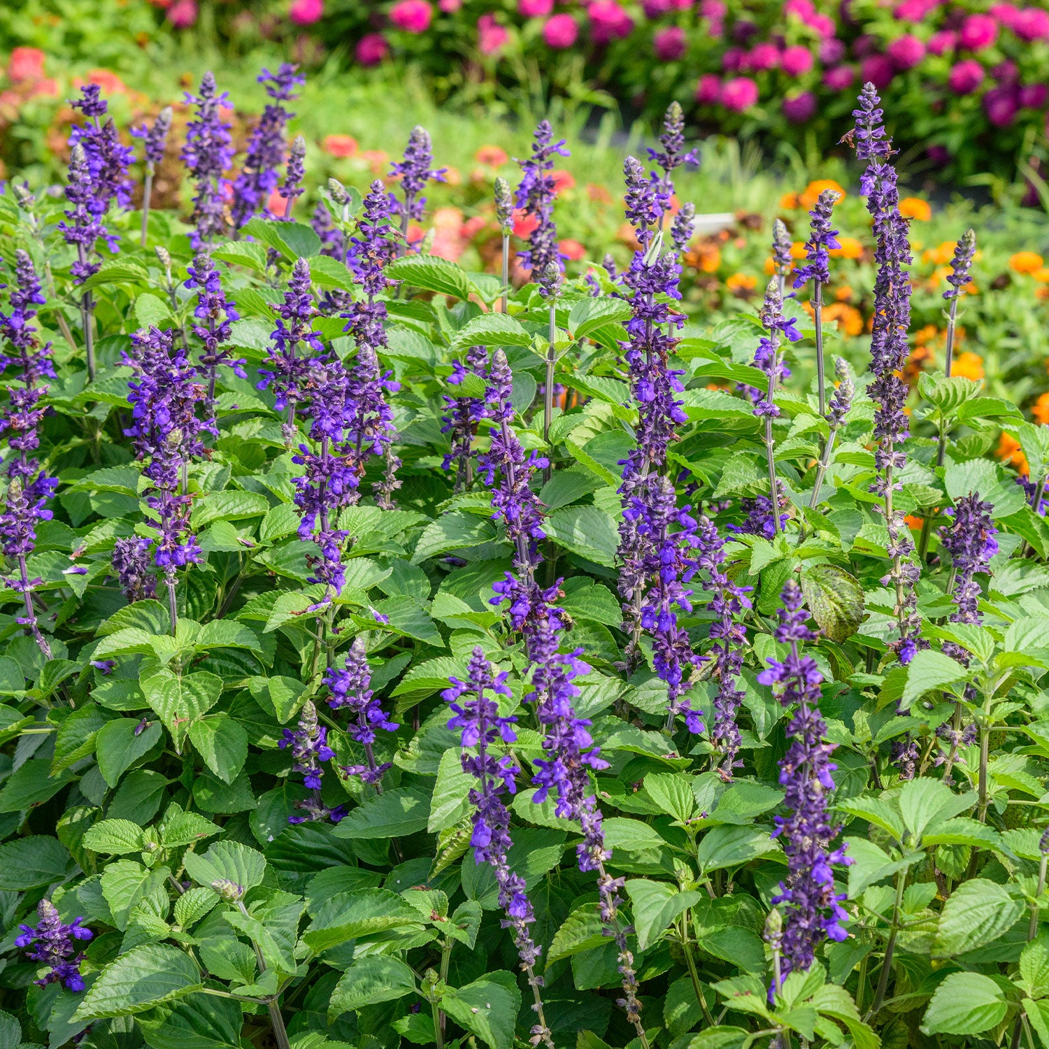 Big Blue Salvia