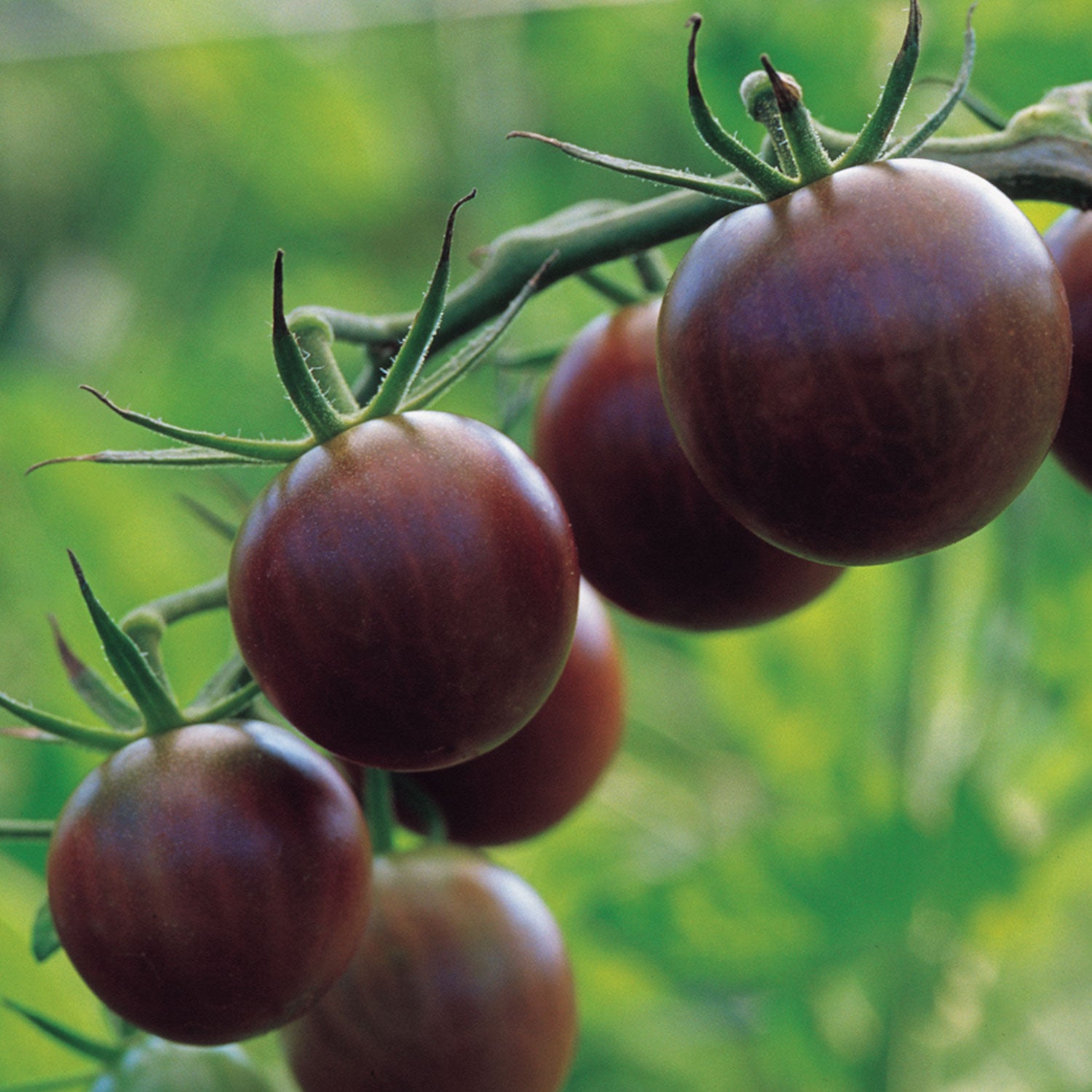 Black Cherry Tomato