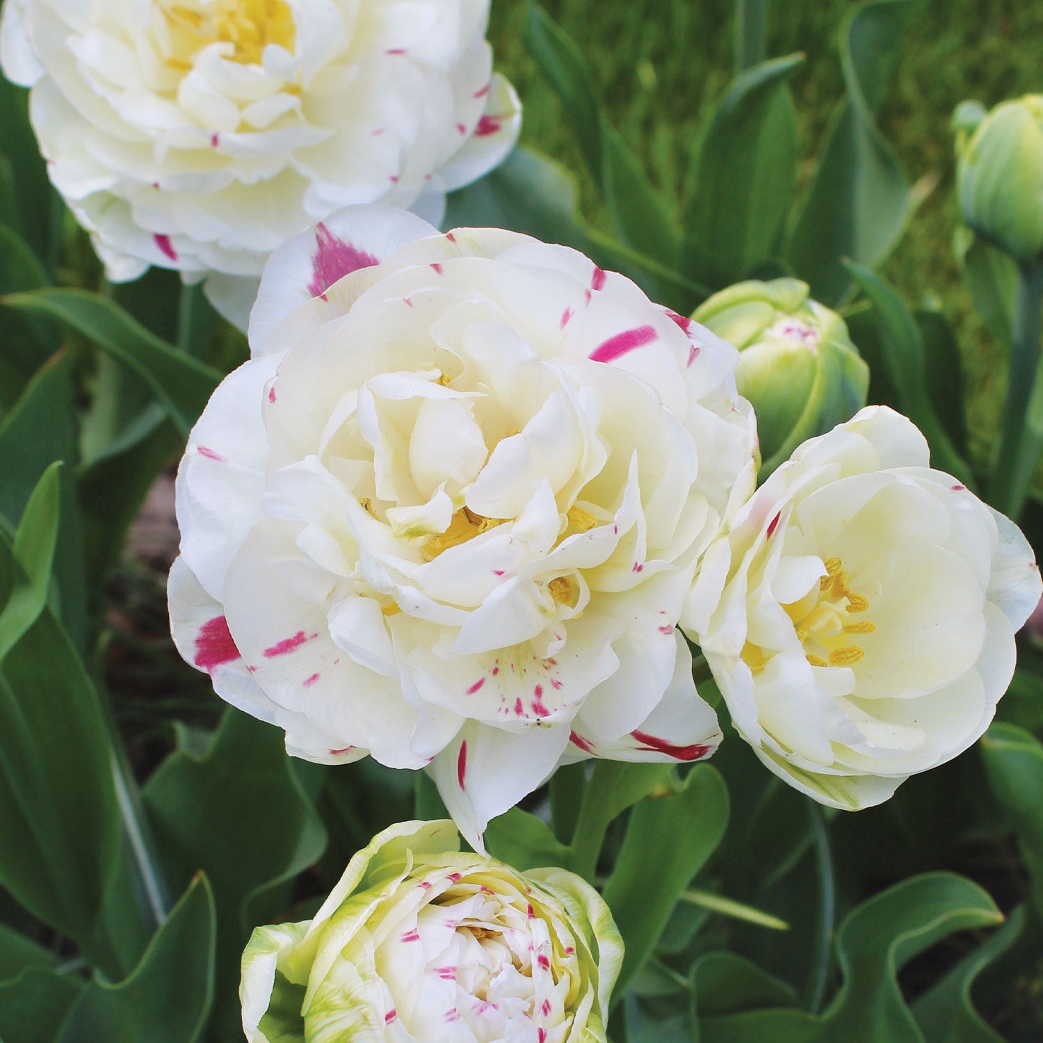 Danceline Tulip Bulbs