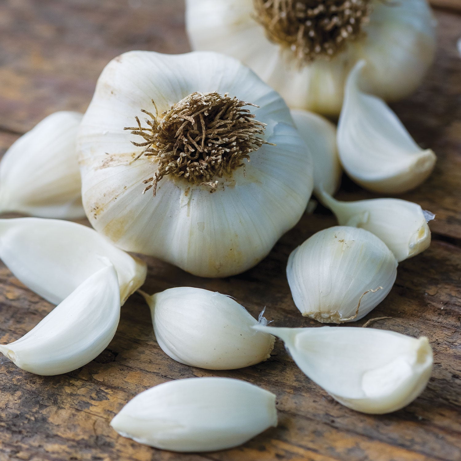 Silver Rose Garlic Bulbs