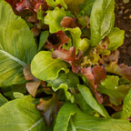 Sweet Salad Mix Mesclun