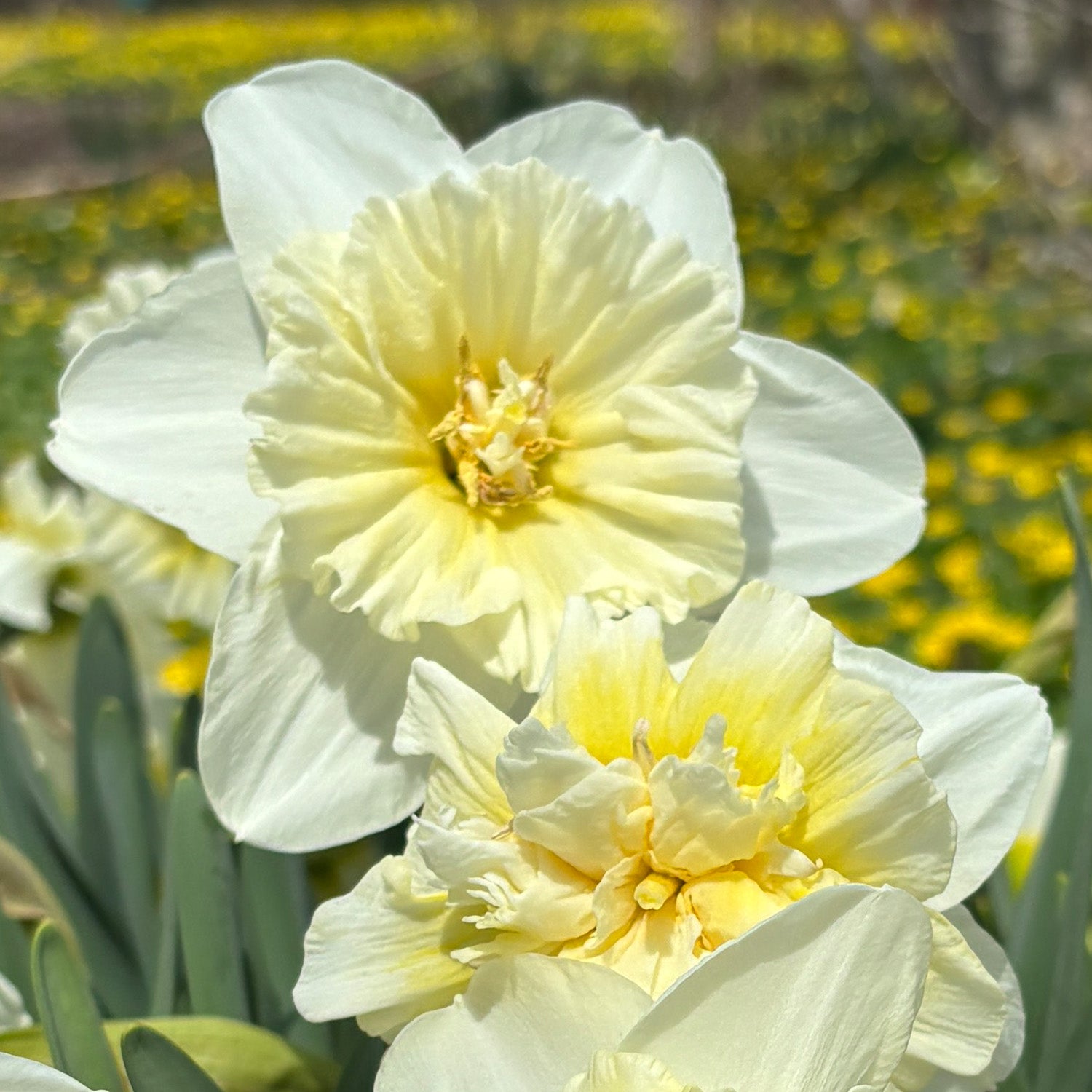 Daffodil, Ice King