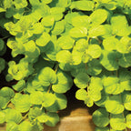 Goldilocks Lysimachia (Creeping Jenny)