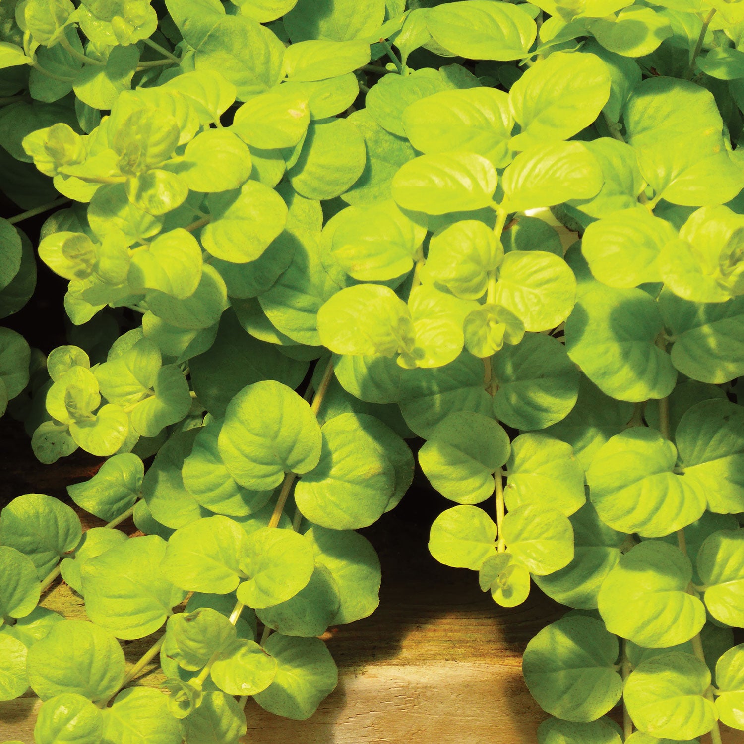 Goldilocks Lysimachia (Creeping Jenny)