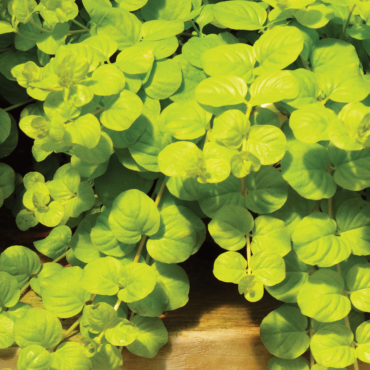 Goldilocks Lysimachia (Creeping Jenny)