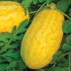 Gold in Gold Watermelon