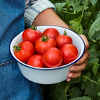 Fourth of July Tomato