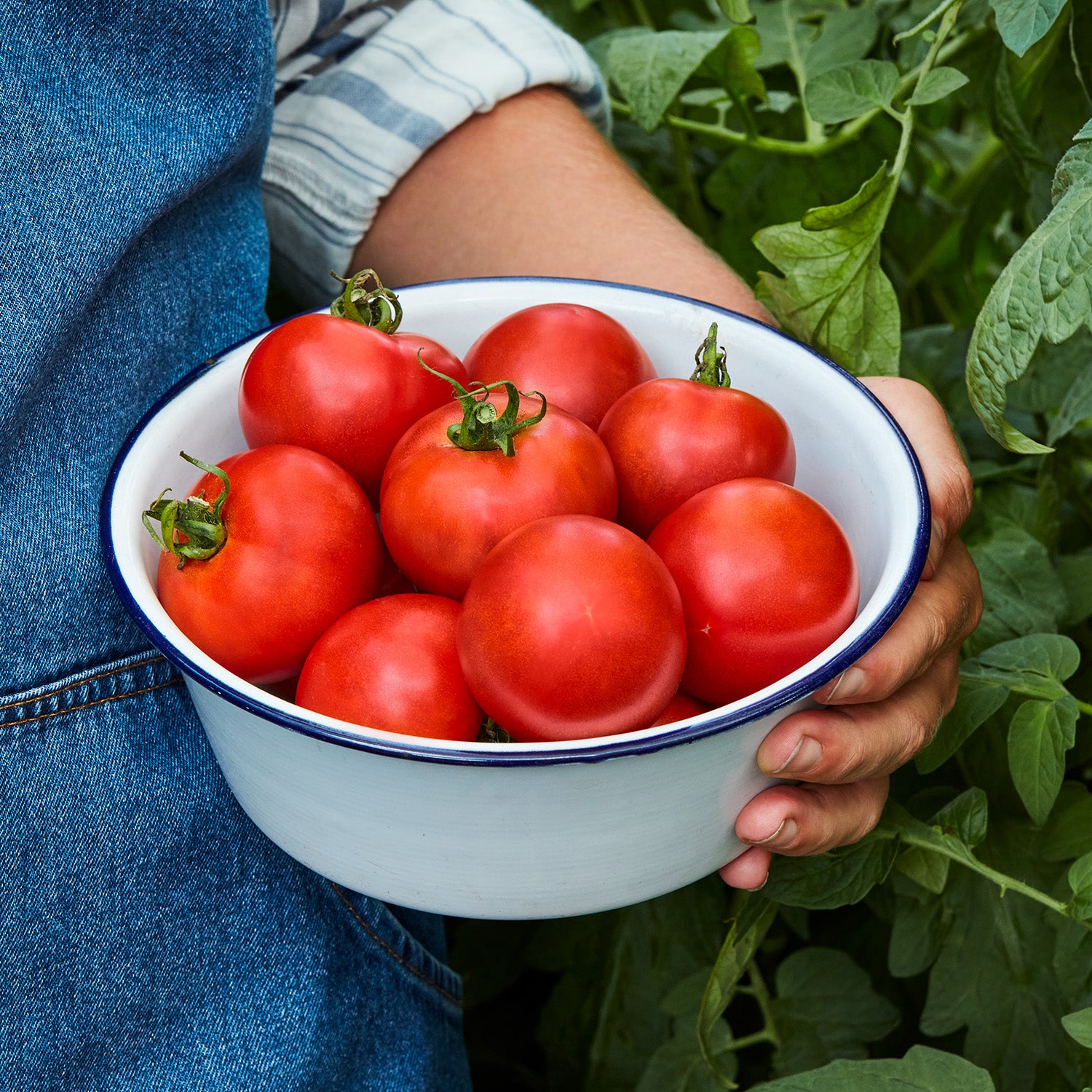 Fourth of July Tomato