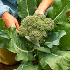 Gypsy Broccoli