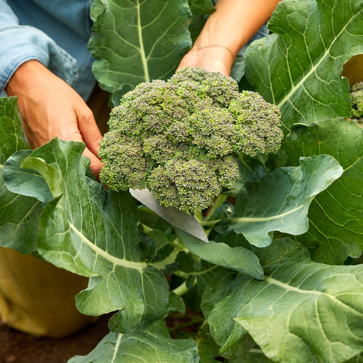 Gypsy Broccoli