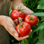 Burpee Garden Sown™ Little Big Boy Tomato