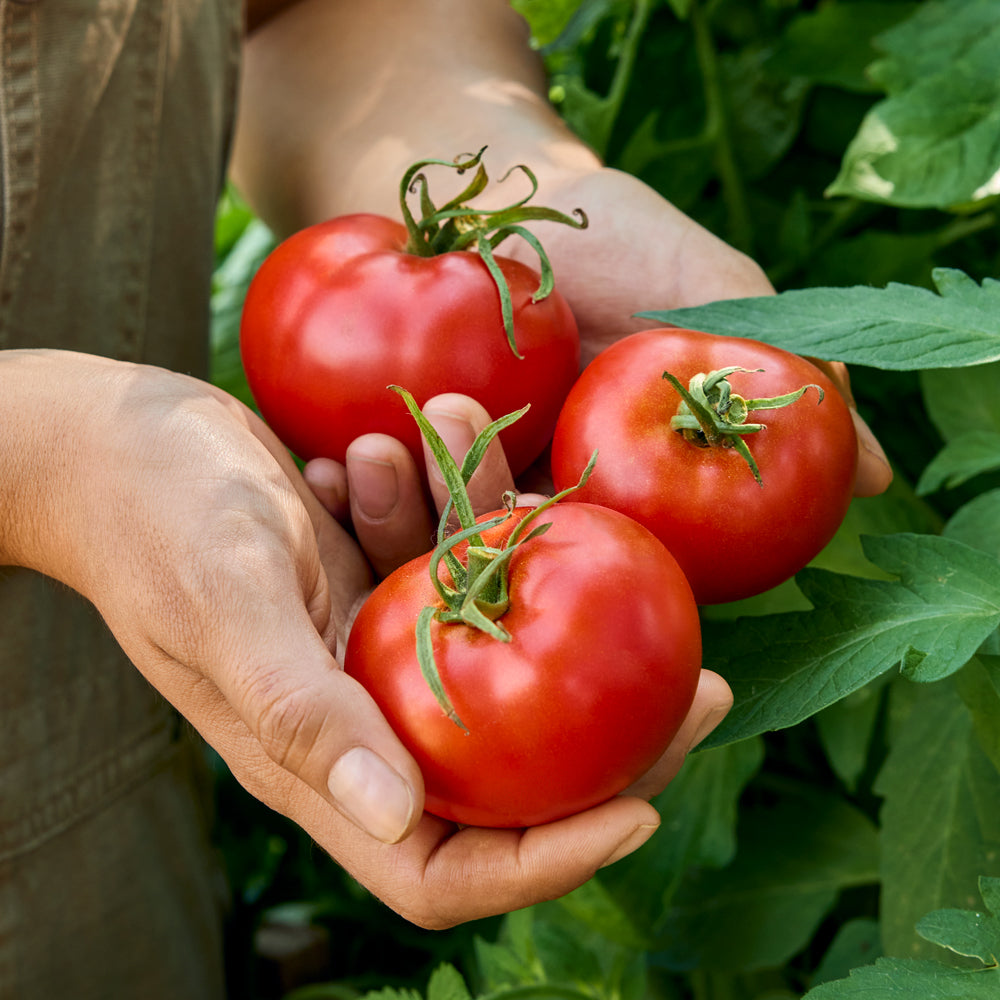 Burpee Garden Sown™ Little Big Boy Tomato