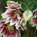Winter Jewels Painted Doubles Hellebore