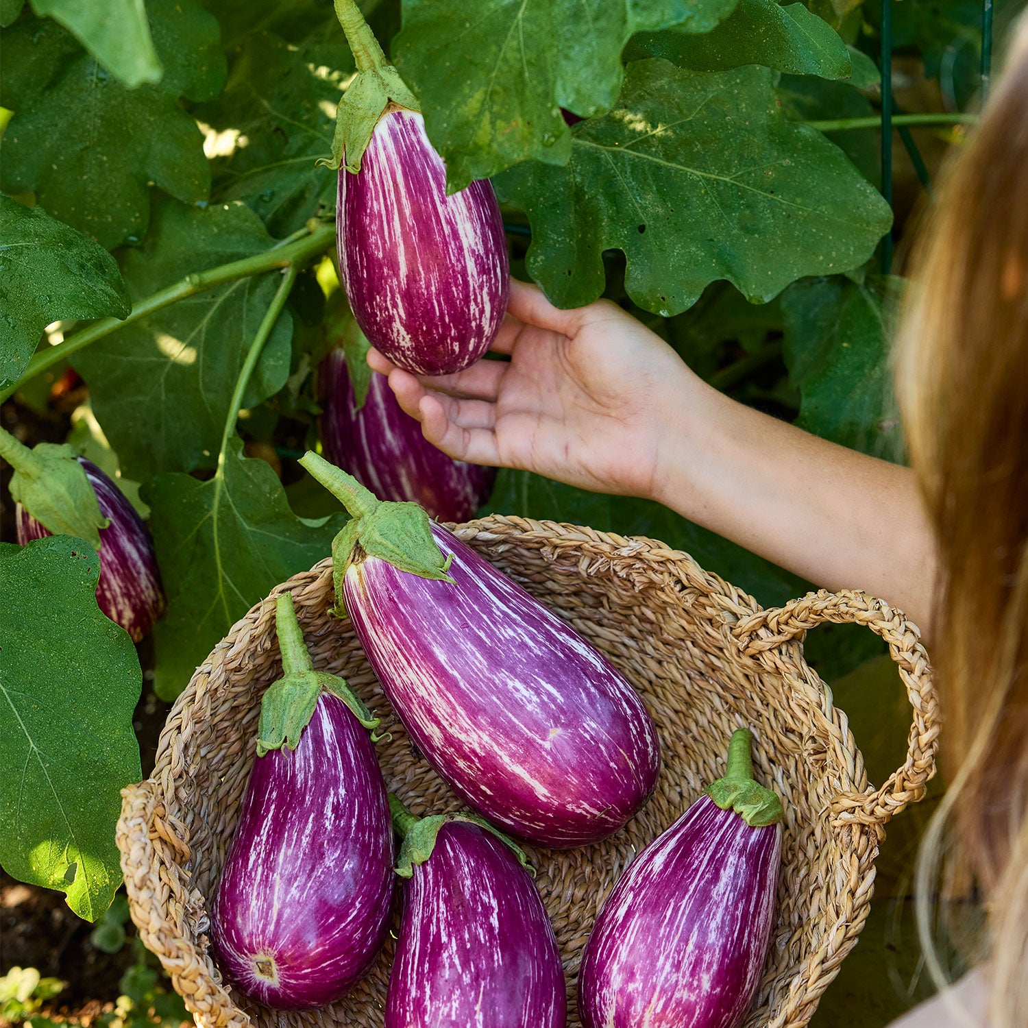 Shooting Stars Eggplant