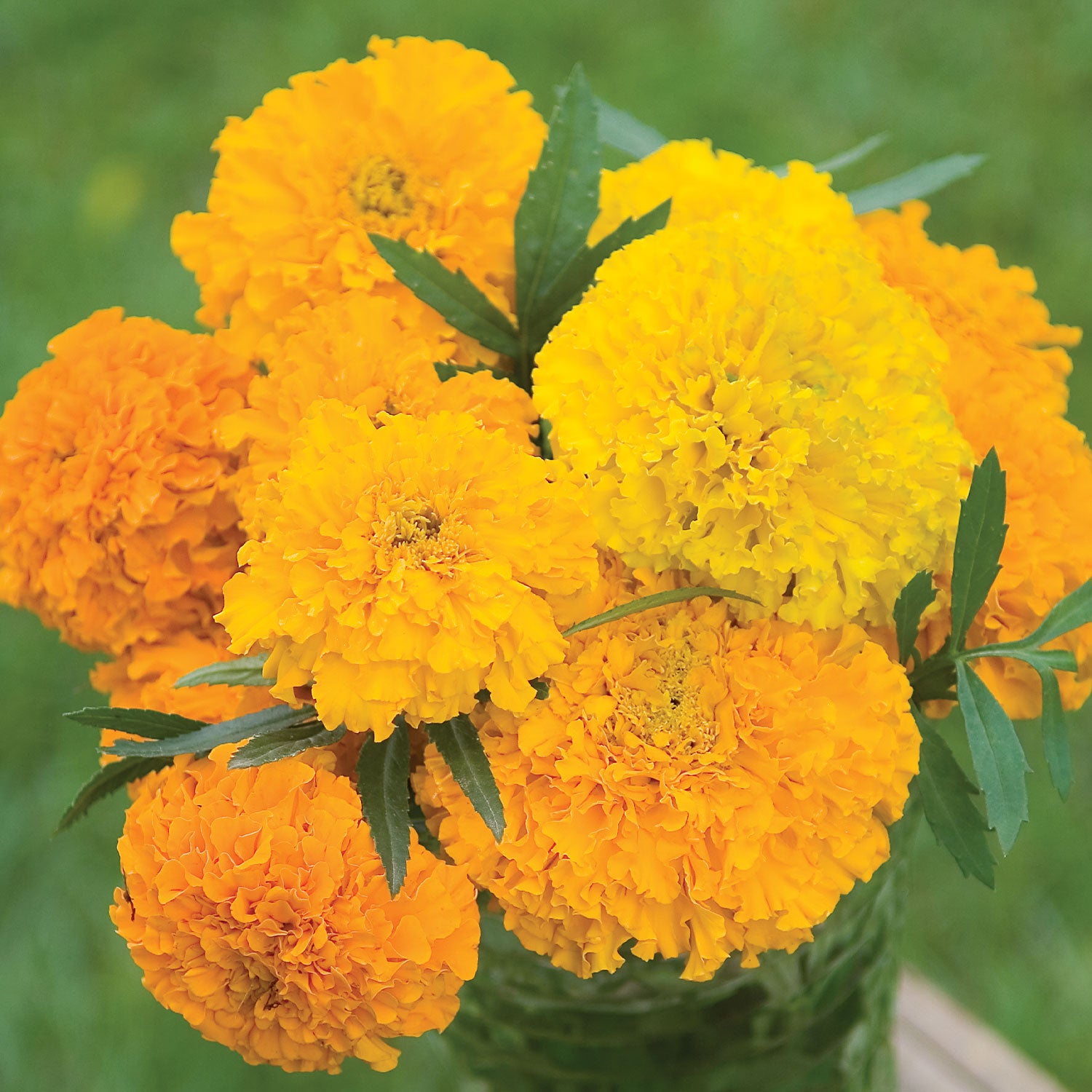 Sunset Giants Mix Marigold