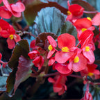 Viking XL Red on Chocolate Begonia