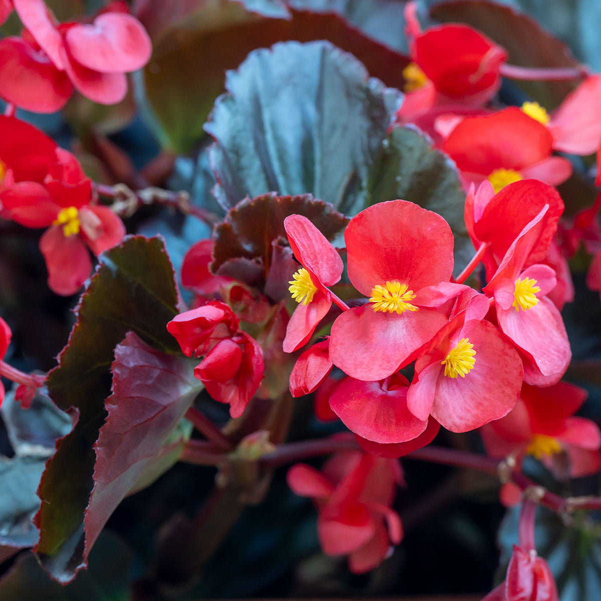 Viking XL Red on Chocolate Begonia