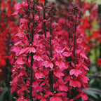 Starship Deep Rose Lobelia Speciosa