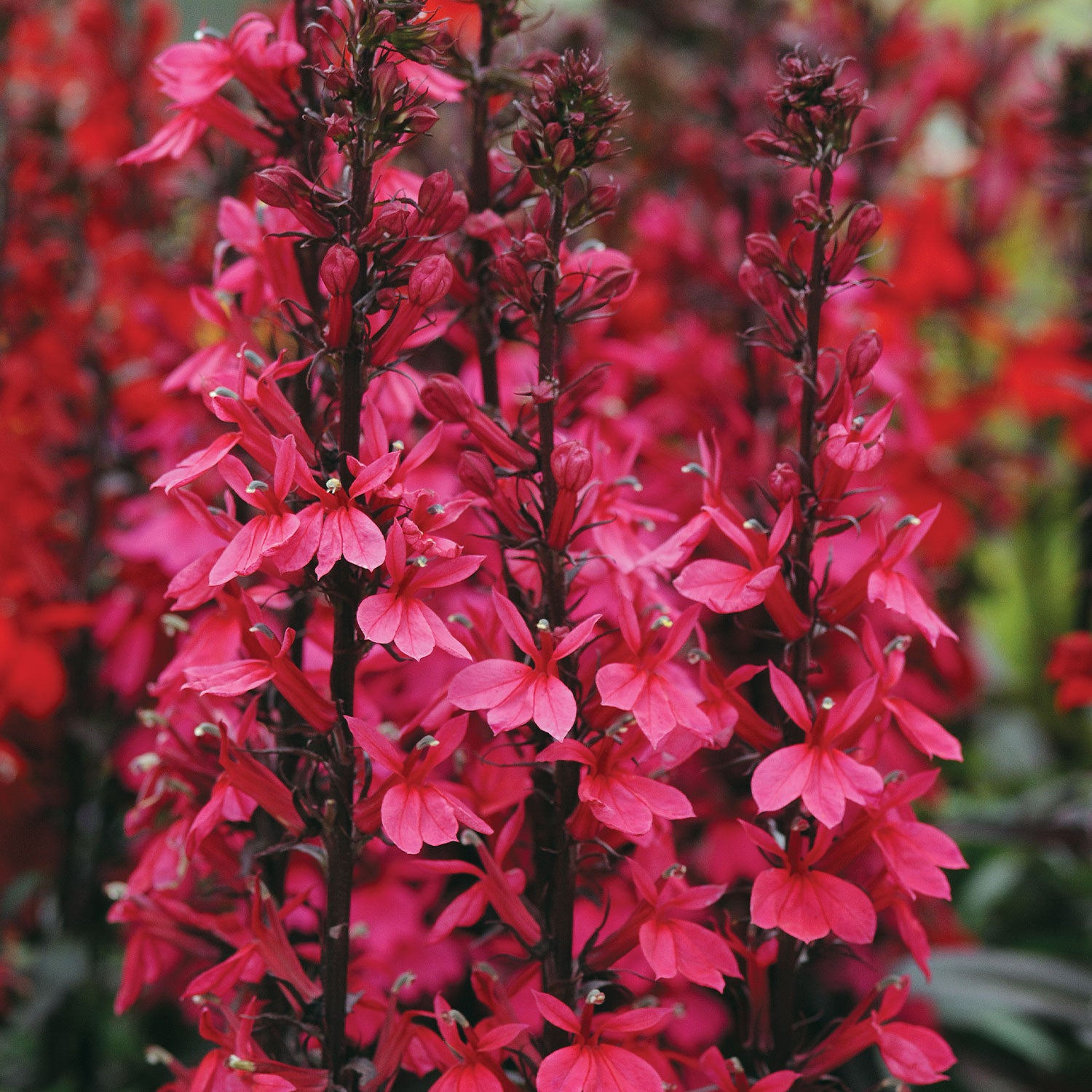 Starship Deep Rose Lobelia Speciosa