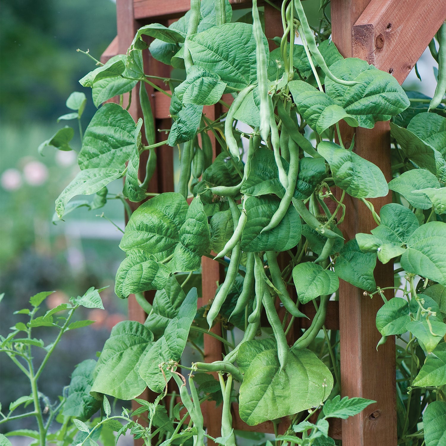 Pole Kentucky Blue Bean