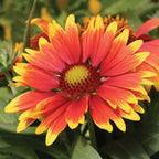 Arizona Sun Gaillardia
