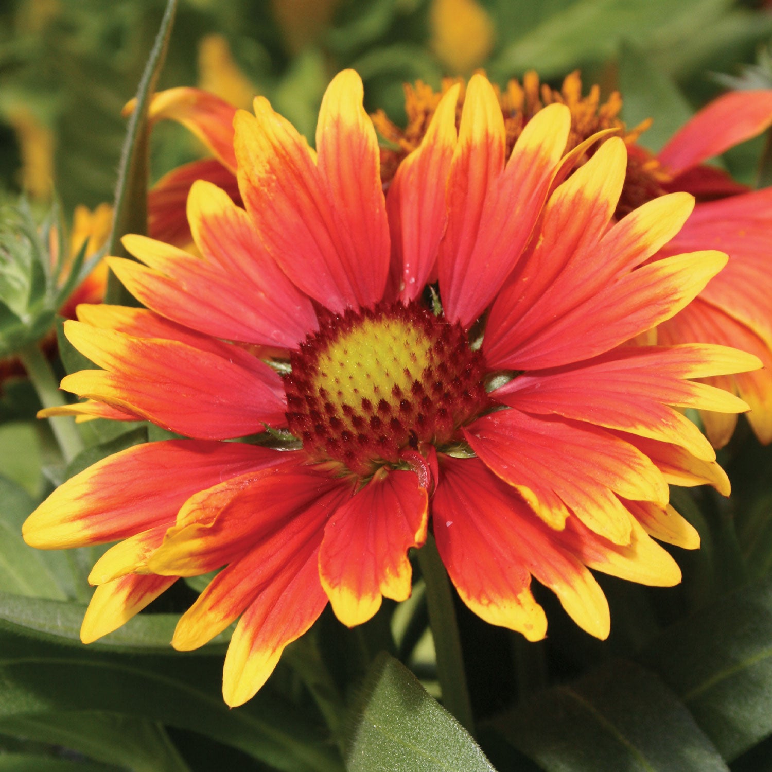 Arizona Sun Gaillardia
