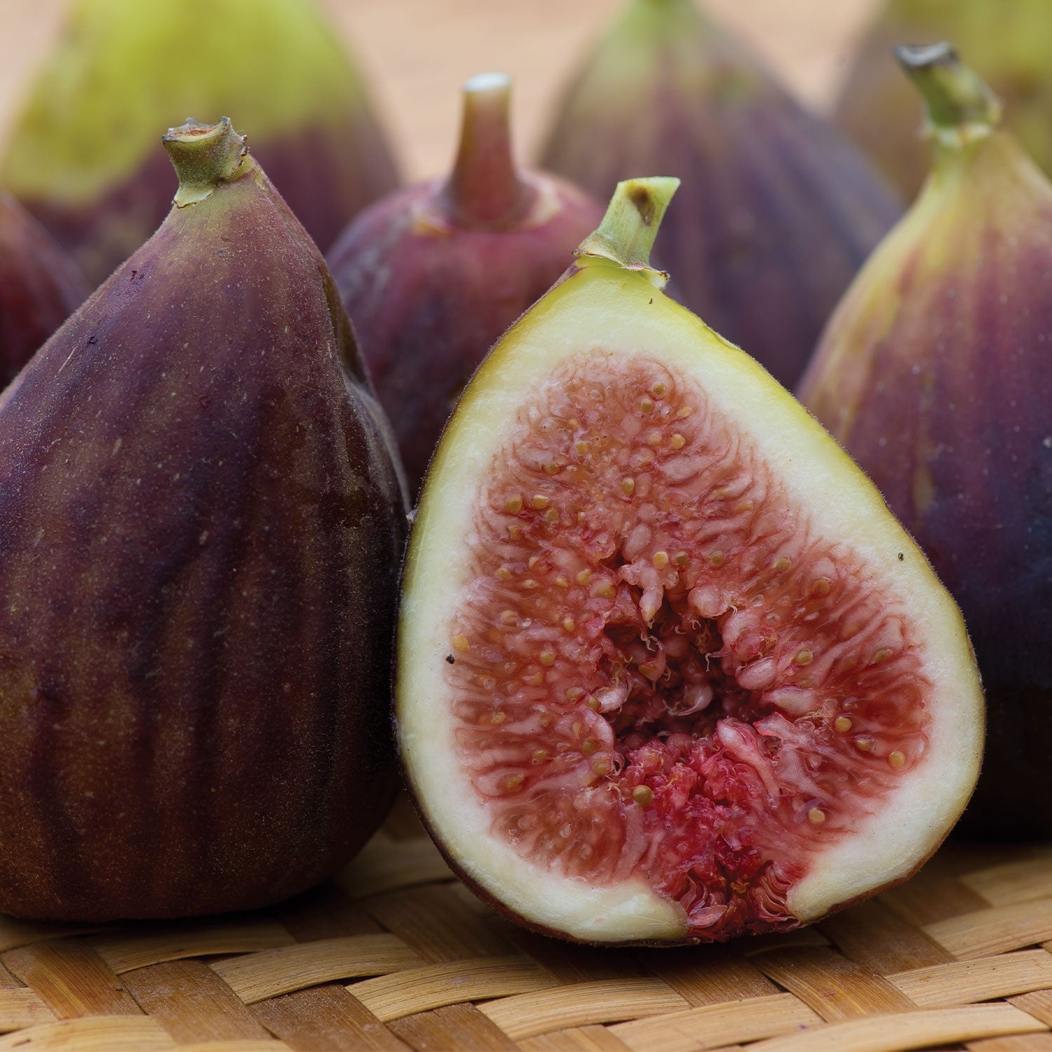 LSU Purple Fig