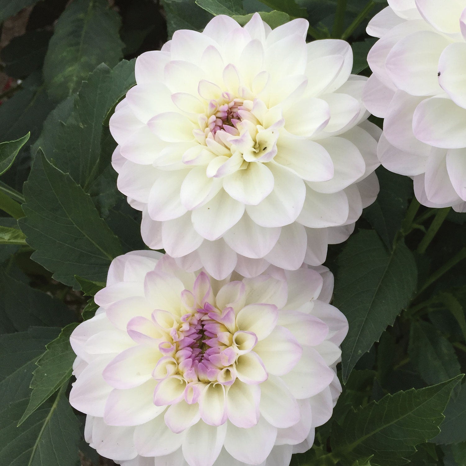 Eveline Dahlia Tubers