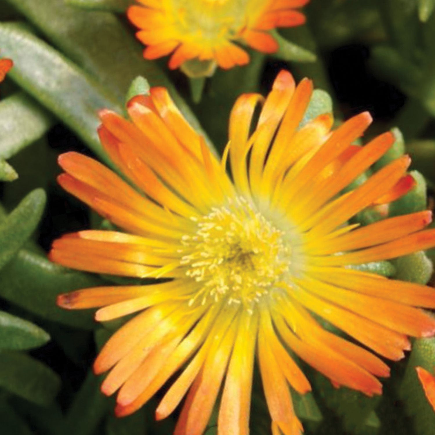 Orange Wonder Delosperma