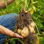 Kennebec Potato Tubers