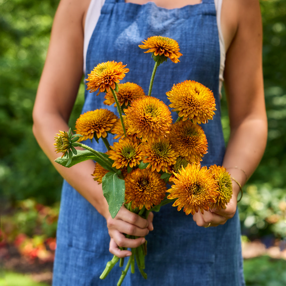Solar Sisters™ Rudbeckia